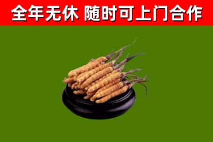 嘉峪关市回收冬虫夏草