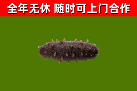 嘉峪关市回收海参干